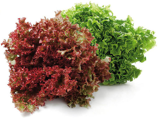 Marul Lolorosso Adet nin resmi