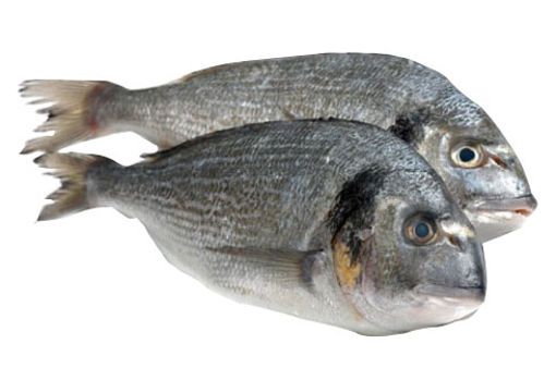 Çupra Deniz 300/400 Kg nin resmi