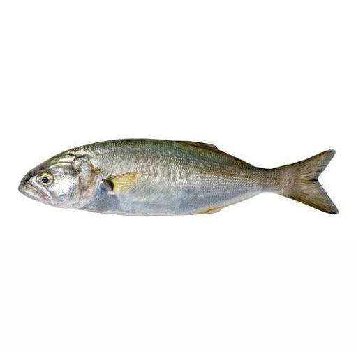 Lüfer  (Adet) nin resmi