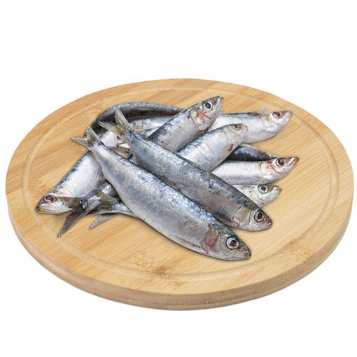 Sardalya Kılcıksız kg nin resmi