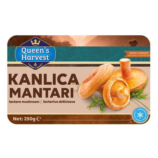 Queens Harvest Kanlıca Mantarı Tanesi 250 Gr nin resmi